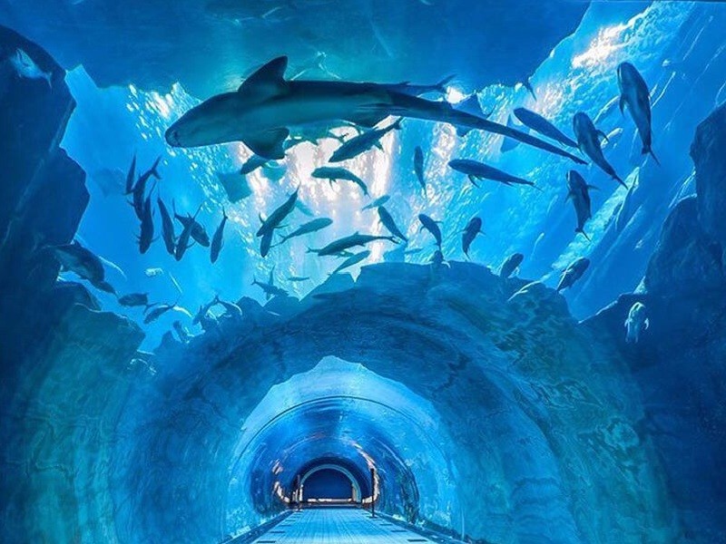 Dubai Aquarium